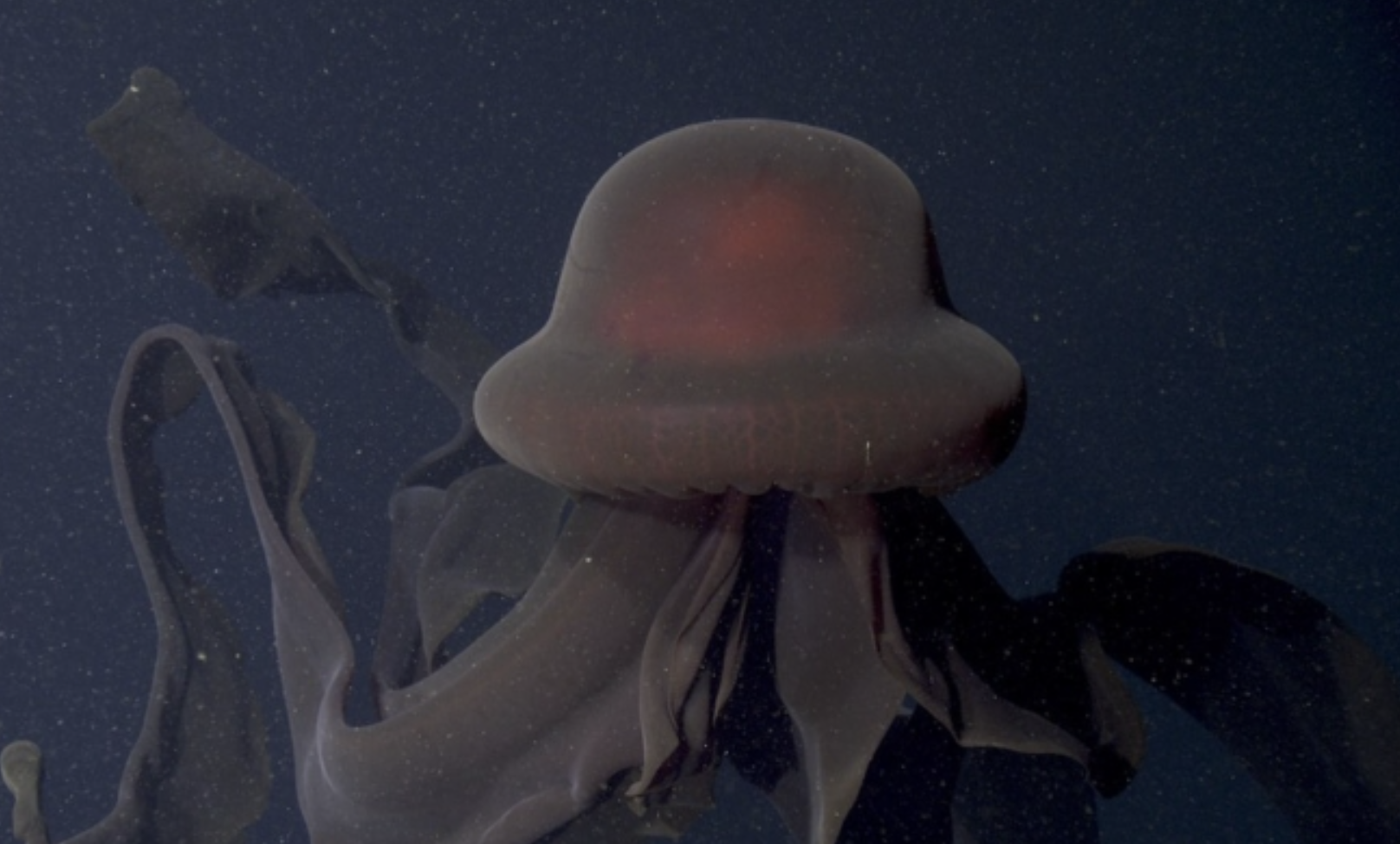長達好幾個人類！世界最大「冥河水母」罕見被拍下　頭泛紅光深海裡漫遊