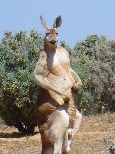 25張證明「澳洲的野生動物94狂」的超驚悚生活照，第5張害我對著螢幕尖叫！