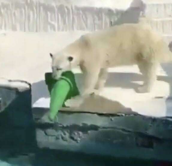 北極熊把路障套頭「撲通」跳下水　超呆萌過程讓大家都笑到黑人問號