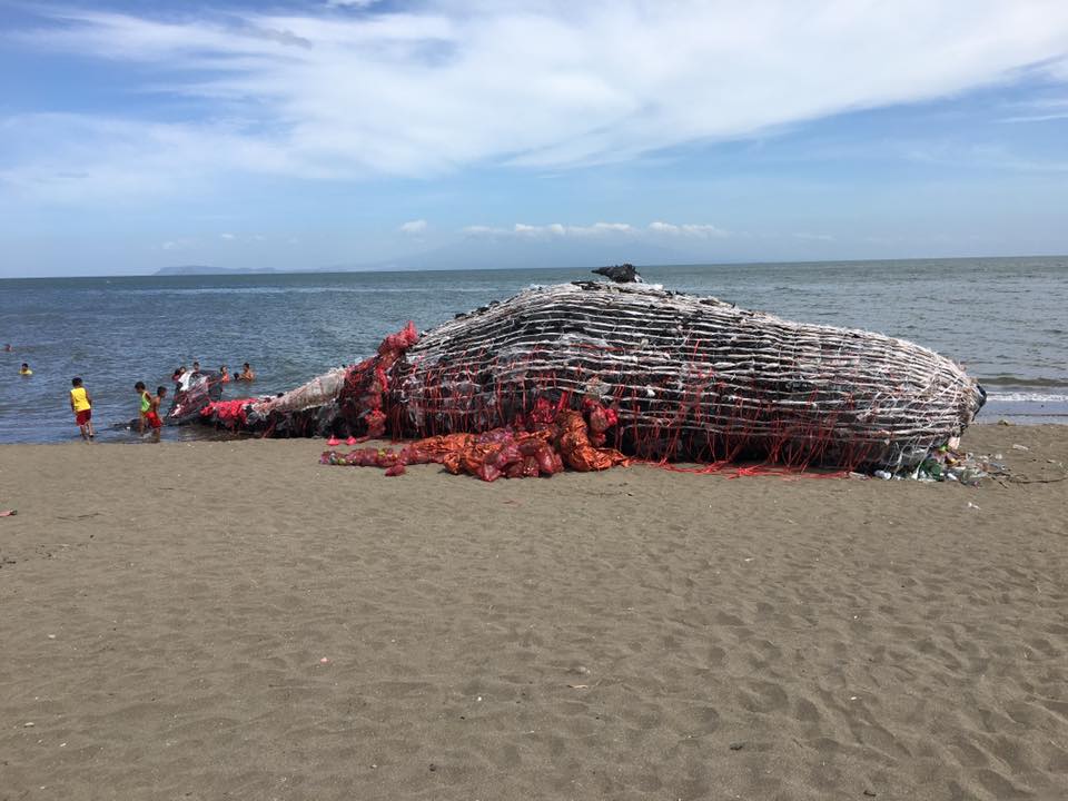 菲律賓民眾驚見「巨大鯨魚屍體」擱淺馬上衝前查看，看清楚後大家頓時都愣住說不出話來！