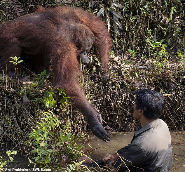 要幫忙嗎？紅毛猩猩見「人類在水裡」　竟主動伸手：我來拉你一把