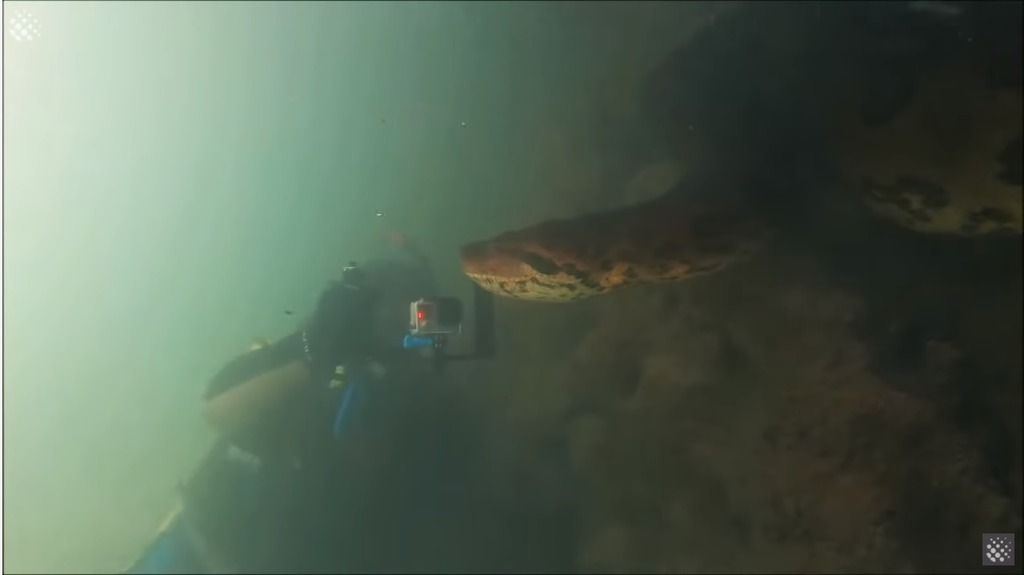 潛水遇到長7米「世界最巨大蟒蛇」　牠好奇吐舌...網嚇呆：還不快逃？