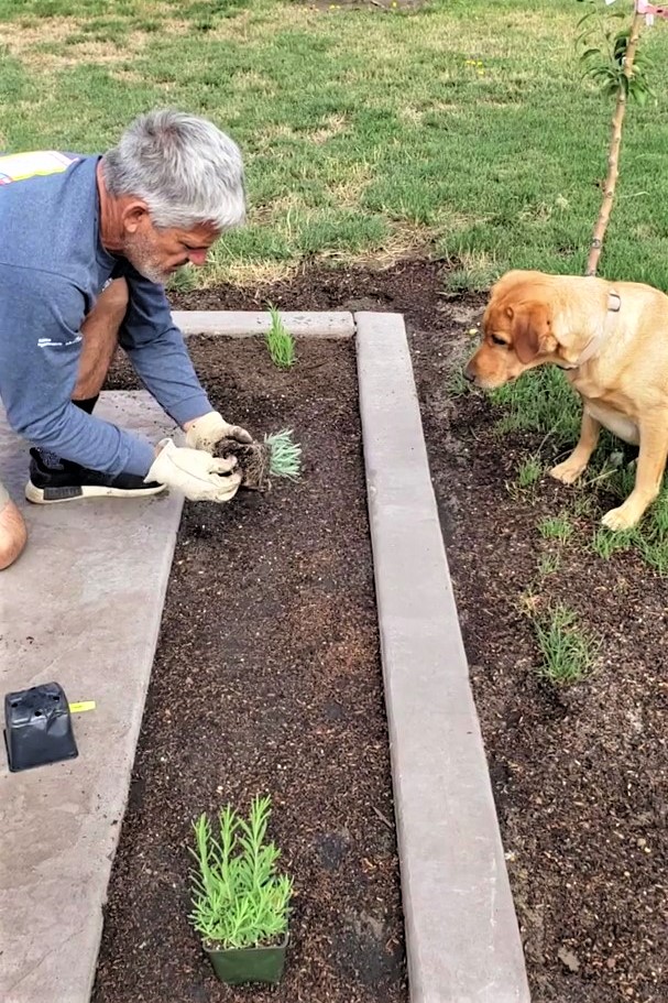 合作無間！主人種花「手一指」狗狗幫挖土　網笑：最萌挖土機！
