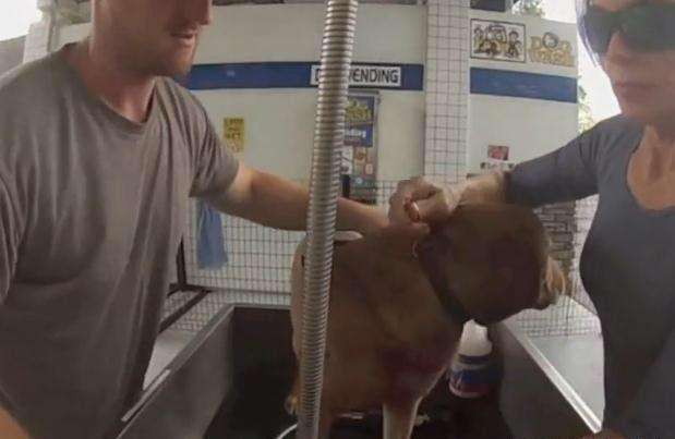狗狗被綁後院10年　好心女緊急救援：牠第一次散步露出療癒笑容