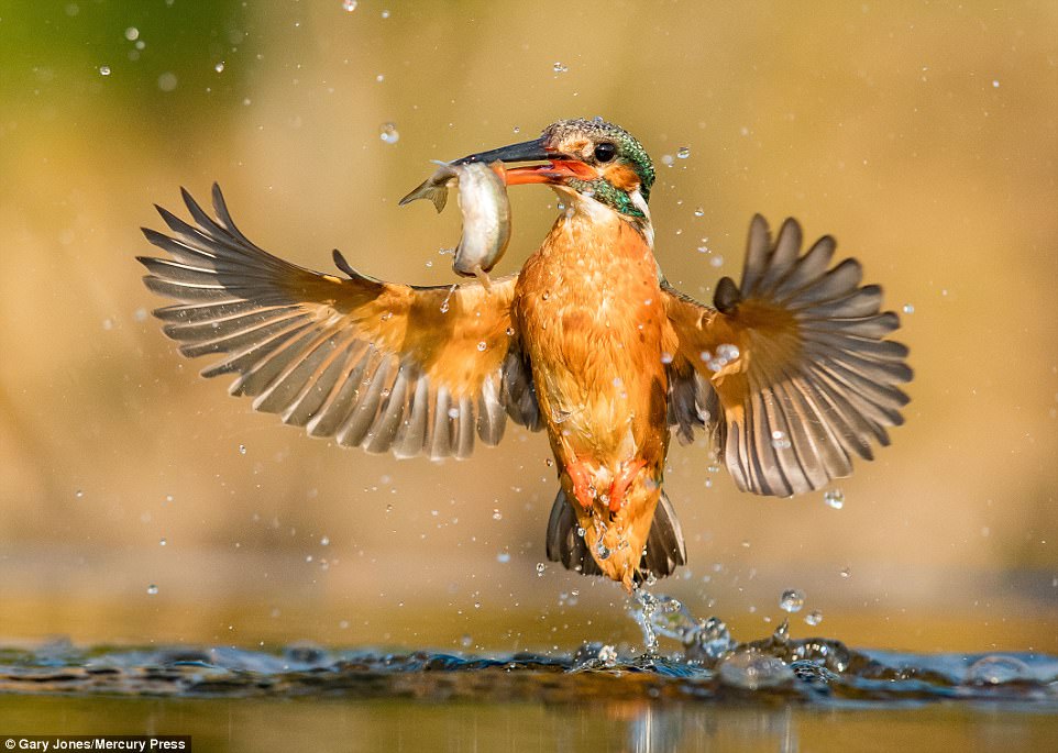 這個業餘鳥類攝影師拍了「5萬次」終於拍到想要的照片，精準瞬間讓他開心到要飛起來了！