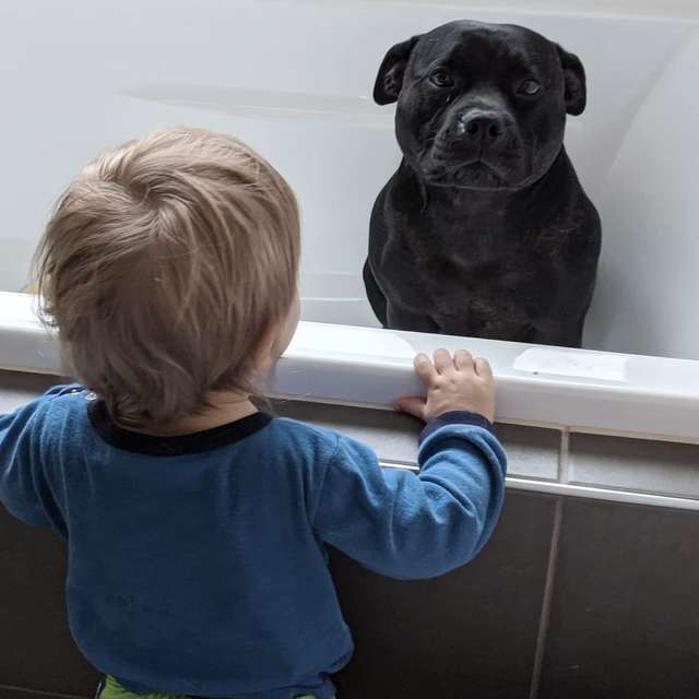 每天都不想和麻吉分開！　鄰居小孩要洗澡「汪汪就現身」：一起洗