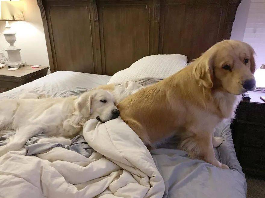 金金從小最愛「把哥哥當枕頭」　新妹妹一來「牠馬上開躺」：有新枕頭惹♥