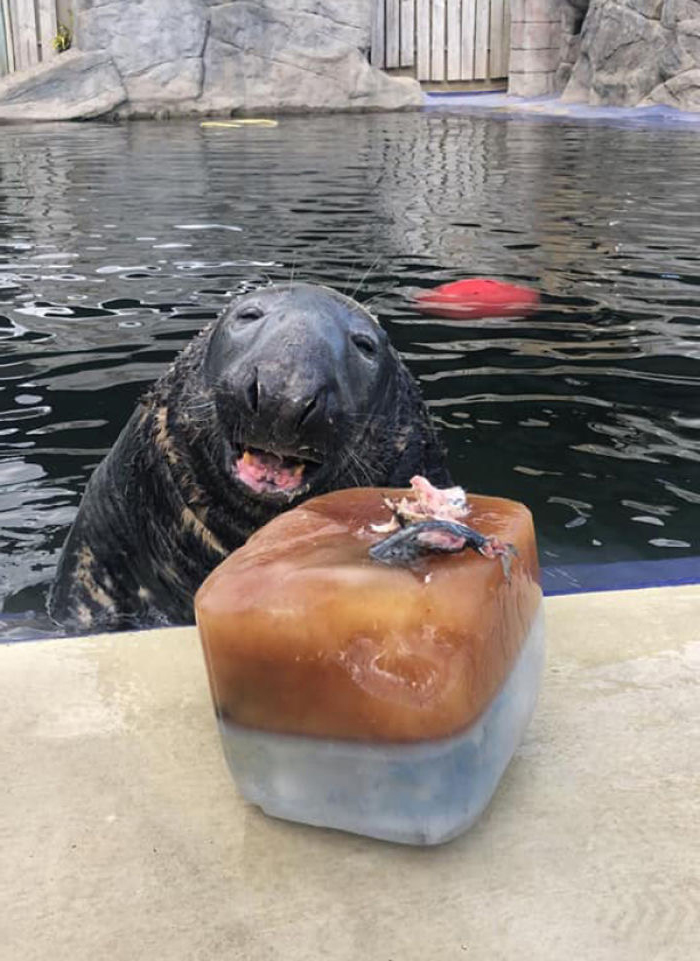 海豹先生過31歲生日！牠收到最愛「魚魚蛋糕」快流口水　瞇眼燦笑：謝謝泥們❤️