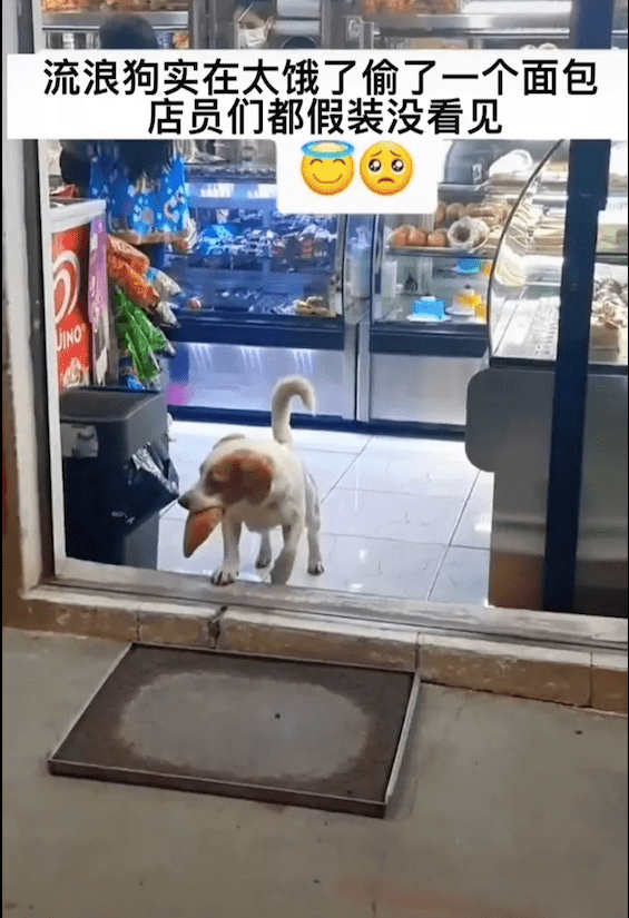 狗狗進店偷麵包！客人好心提醒　才知店員「假裝沒看見」：牠一定餓壞了