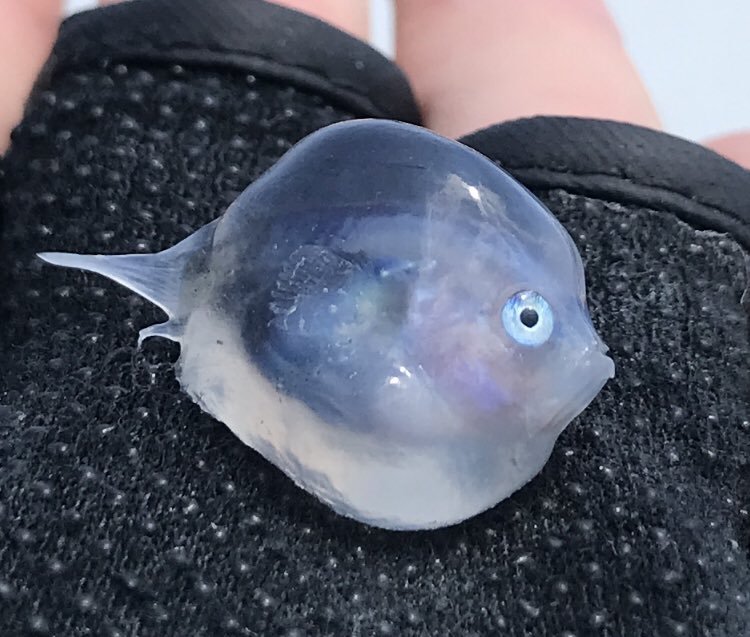 表情超呆萌！網友釣上「迷你果凍魚」超困惑　專家解答真實身份：是幼魚