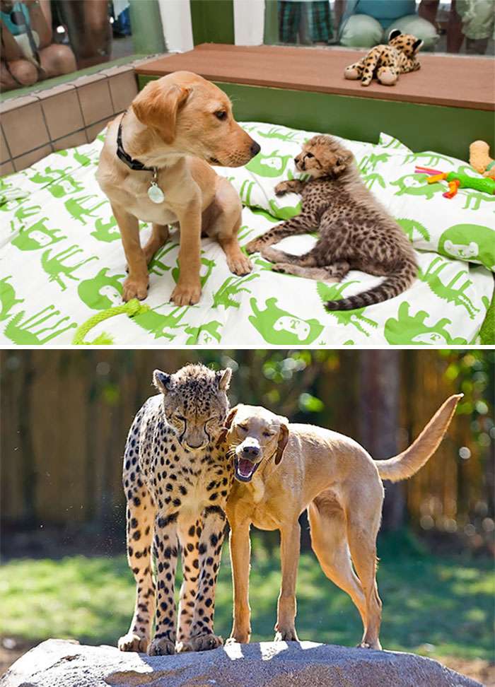 寵物版「長大前後對比照」　動物界的友情更讓人感動