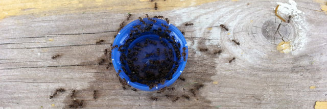 科學家研究發現螞蟻根本是「薪水小偷」，看起來四處團團轉…其實有40%整天裝忙！