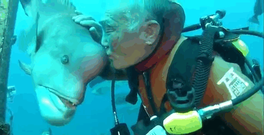 日本79歲老爺爺跟「海底的怪魚」培養出25年好感情，甜蜜親親的畫面讓網友都覺得超不可思議！