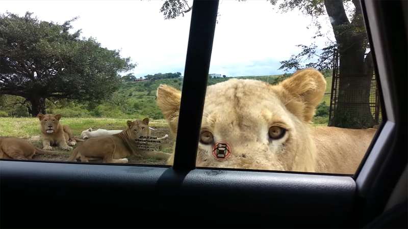 「牠會開門！」　一家人在車裡近距離欣賞獅群　突然門打開女孩被嚇瘋