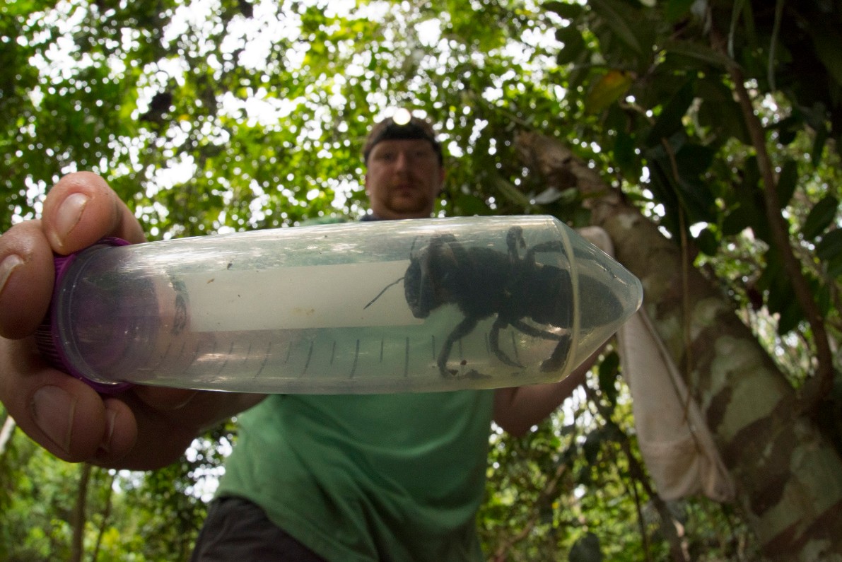 賀「世界最大蜜蜂」沒有滅絕　他捕獲活生生的一隻讓科學家超興奮