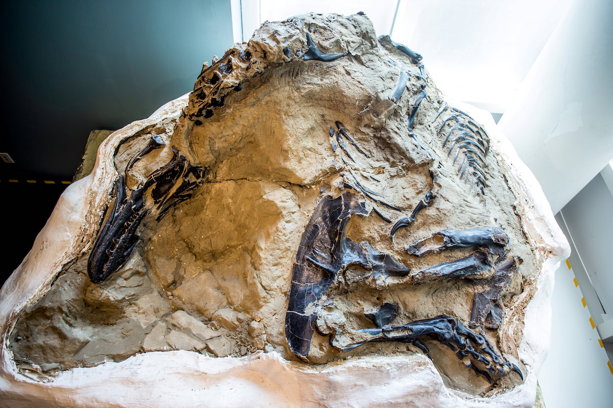 恐龍迷的大事！世界首座「完整暴龍骨架」將展出　深埋6700萬年：最後一刻還在決鬥
