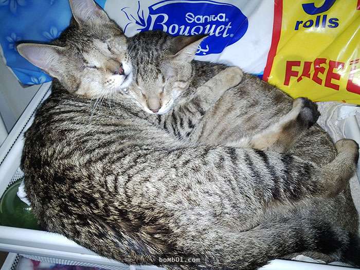 失明的貓咪三兄妹遭主人棄養後沒人願意救援，就在死神逼近時牠們卻突然感受到一股溫暖…