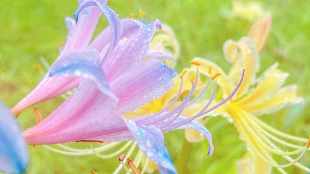 夢幻彼岸花朵！拍到「粉紅藍漸層花」美到不可方物　自帶仙氣彷彿會透光