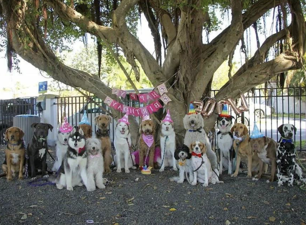 「狗狗幼兒園」發佈同學療癒大合照！　每隻都「看鏡頭燦笑」網驚詫：怎麼做到的啦