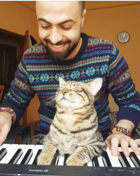 9隻貓咪的報恩！　牠們聽懂鋼琴家主人的彈奏　每次音樂響起都會靠過來