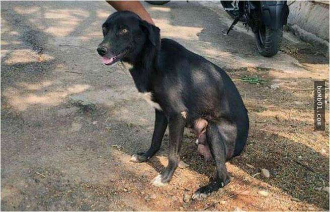 這個印度女人為了教訓狗媽媽竟然對牠寶寶下手，當著牠的面「狠狠殘害8隻無辜的狗寶寶」！