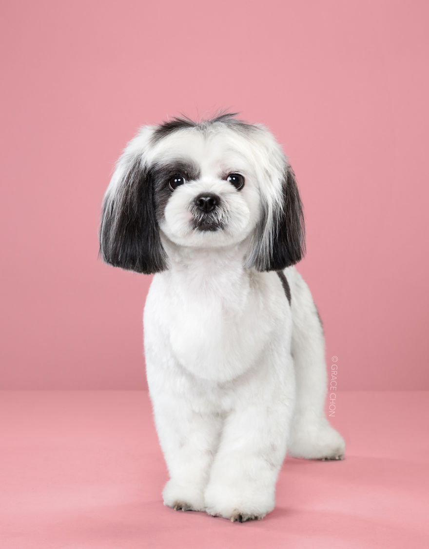 寵物剪毛和人類理髮一樣重要　7張「日式美容前後對比圖」讓你更佩服專業