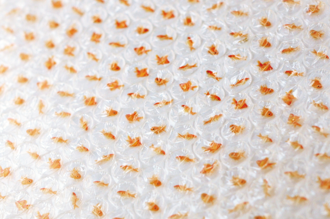 泡泡紙裡可以養金魚～　日本設計師反向創意「金魚泡泡紙」：想捏又好不捨