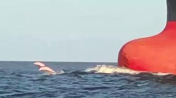 粉紅海豚隔12年驚喜現身　網發現旁邊「迷你版」超驚喜：是全家福～