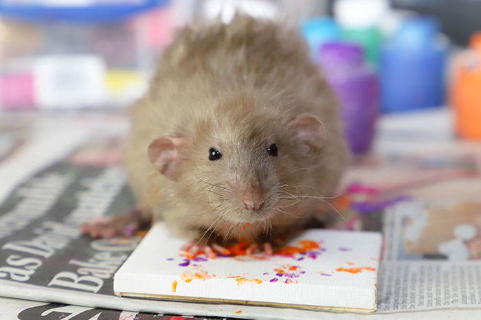 小掌印拍出「印象派畫作」　超療癒「鼠鼠藝術家」出售作品全被掃光♡