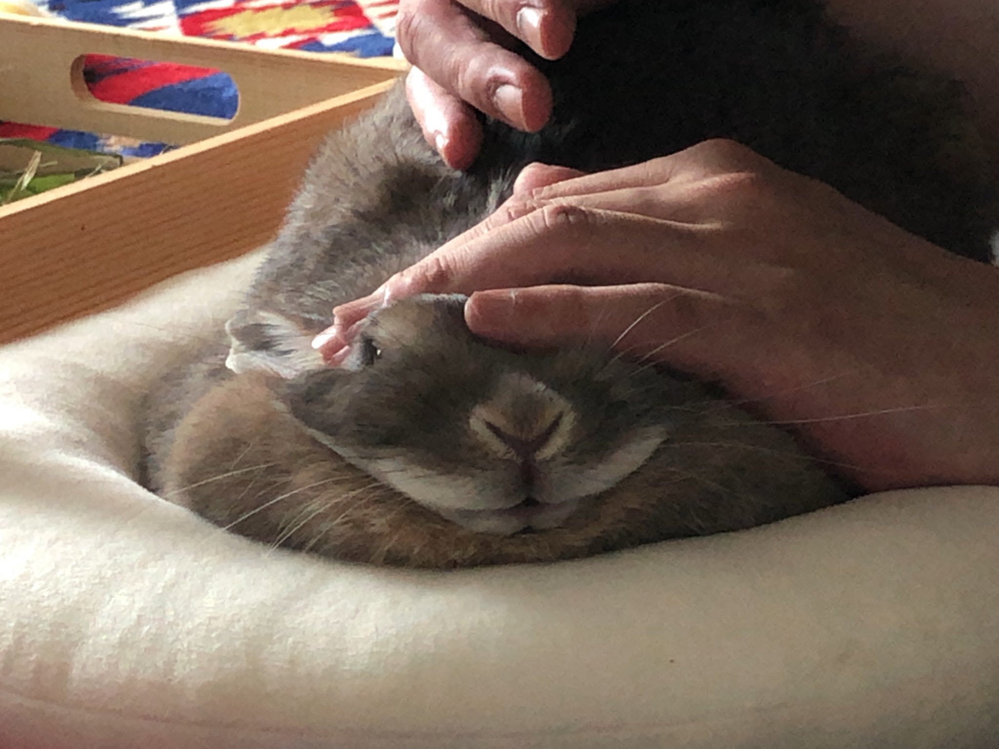 吸兔吸到睡著！兔兔被「壓扁成麻糬」　一臉無辜：你終於醒了！