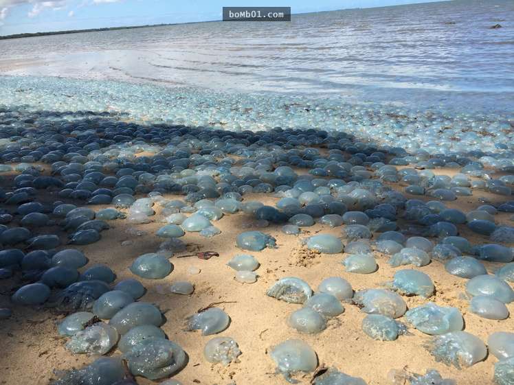 他在澳洲沙灘看到「一大片壯觀的藍色氣泡」超驚異，接著靠近查看發現的真相連專家都很訝異！