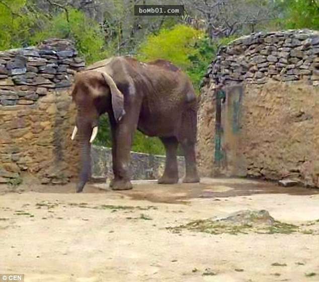 超可惡動物園害大象「餓到皮包骨」慘狀，當民眾自願捐贈園方的回應簡直瞎爆了！