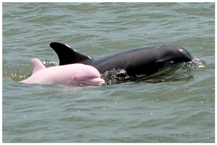 粉紅海豚隔12年驚喜現身　網發現旁邊「迷你版」超驚喜：是全家福～