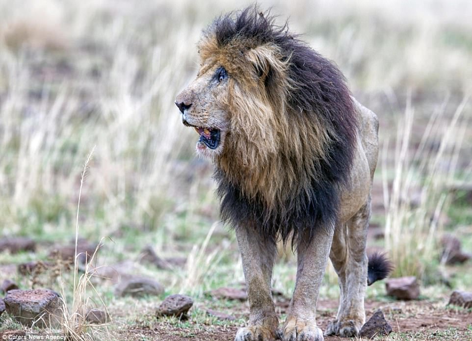 這隻雄獅爭奪地盤時慘被揍到眼睛受傷，5年後被拍到的照片網友笑問「刀疤4ni？」！