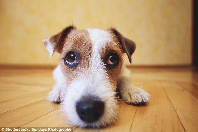 上班時間「留下愛犬獨自在家」　寵物科學家心疼發現：牠們承受著巨大的痛苦