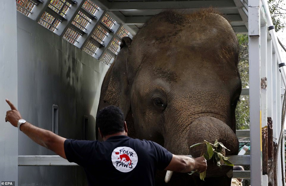 有朋友了！　世界「最孤獨大象」被囚35年終於解放　飛抵保護區3母象陪伴：再也不孤單♡