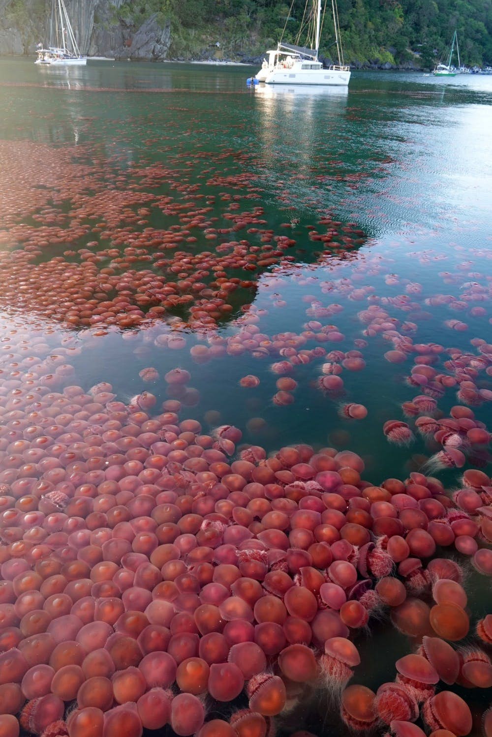 密集注意！　菲律賓封邊境「沒有遊客來」　巴拉望島「粉紅水母漂海面」：數量有上千隻！