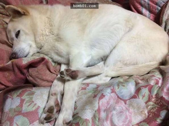 日本網友分享自家白柴犬奇葩的「體操選手睡姿」讓大家非常驚奇，再近看牠一臉超幸福表情讓人都笑噴了啊！