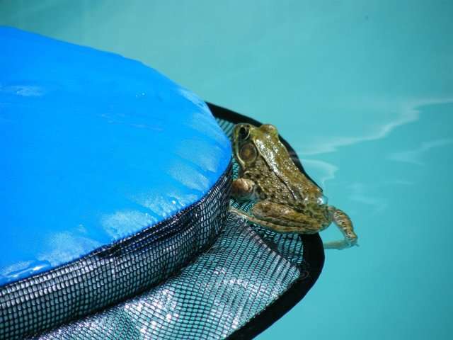 一個小發明拯救了許多的動物生命！　他們的泳池裡再也沒有發現任何的動物屍體