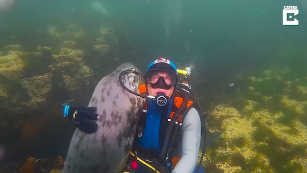 潛水時遇到「黏人女友型海豹」　牠伸小手猛撒嬌：人家要抱抱～
