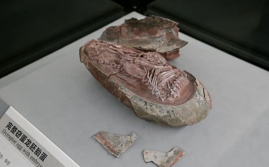 極度罕見！考古出土「7000萬年前」完整恐龍蛋化石　胚胎姿勢前所未見