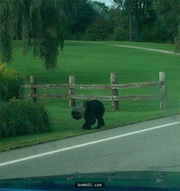 他們發現這隻黑熊時本來想逃走，但在看到這個怪東西後立刻用最快速度衝往黑熊身邊！