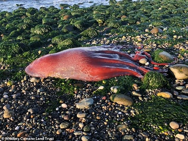 不是八隻腳？奇特「七爪章魚」被沖上淺灘　專家認證：是稀有物種！