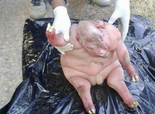 南非一隻綿羊竟然生出「半人半獸」的怪物，獸醫檢查找到的真相村民卻不相信他！