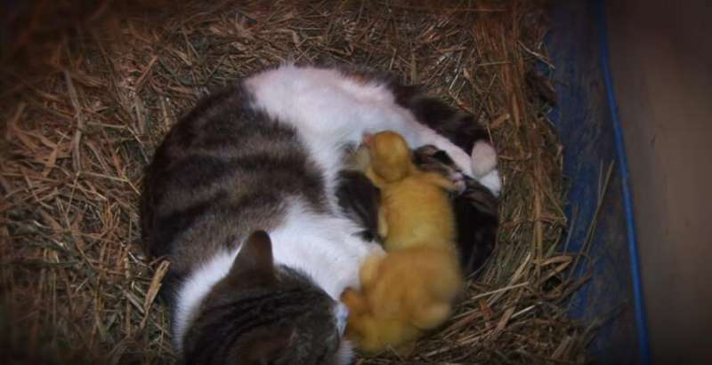 3隻小鴨子一出生就慘被拋棄　貓媽媽馬上收養餵奶畫面暖哭了
