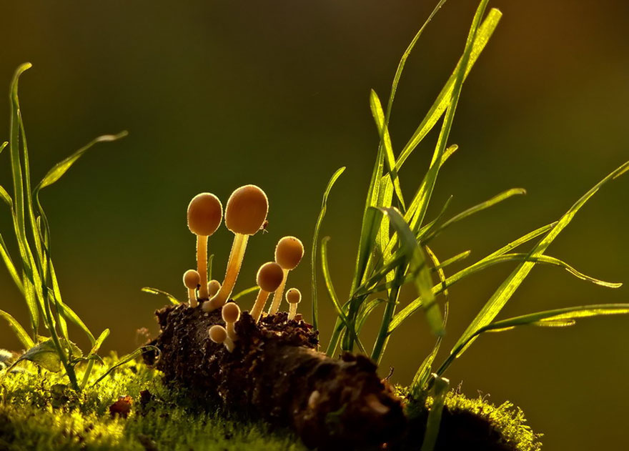 攝影師拍下「蘑菇的美麗世界」　捕捉生物們互動的瞬間：超療癒～
