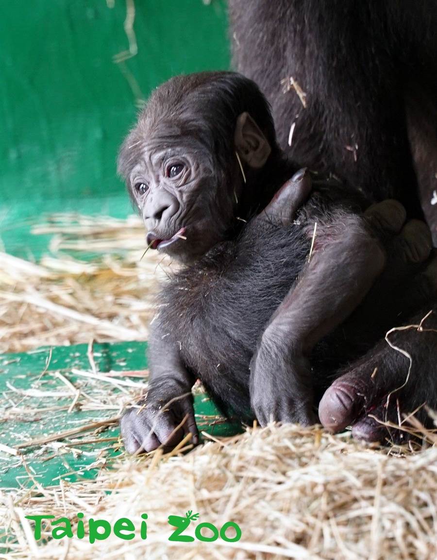 金剛猩猩生寶寶了！　動物園釋出超珍貴「生產影片」　猩猩媽「緊抱不肯放」畫面太有愛