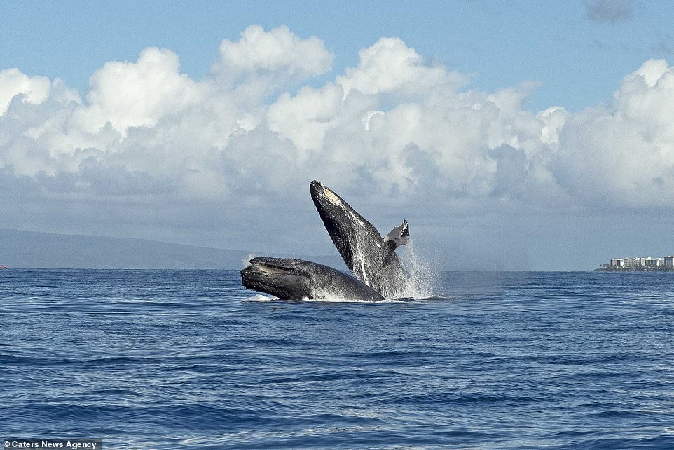 40噸的神同步！幸運拍到「座頭鯨一起出水」　網驚喜：在練水上芭蕾？