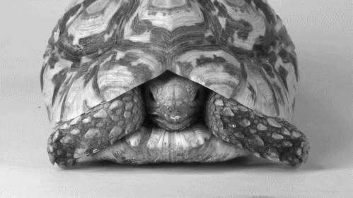 當我看完這13個關於烏龜的真相，一時之間覺得牠們根本不是我印象中所認識的生物啊！