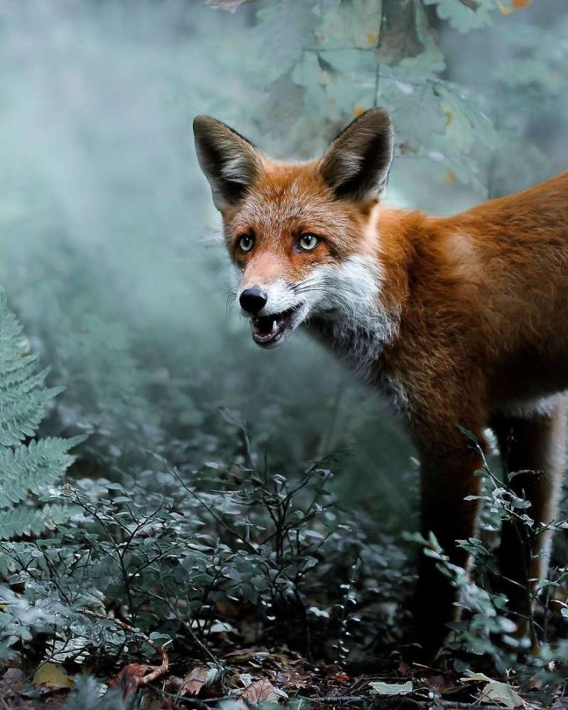 攝影師把芬蘭森林裡的野生動物當成超模　每一張照片都美到超不真實